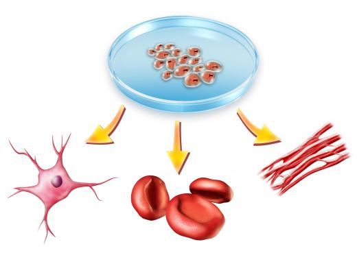 A diagram of cell differentiation, the process by which generic cells transform into more specific types of cells.