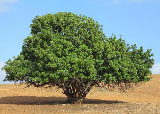 Carob, a natural plant product, may be used in place of bittersweet chocolate.