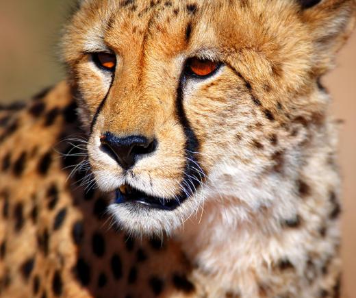 With its specialized physiology, a cheetah can accelerate from 0 to 60 mph in 3 seconds, which is faster than a sports car.