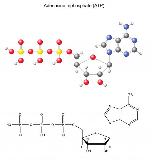 In plant cells, ATP molecules are created by using energy from the sun.