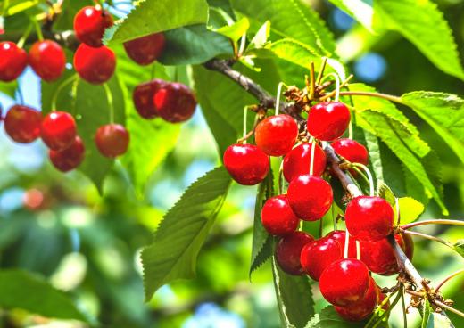 Cherries growing on a branch.