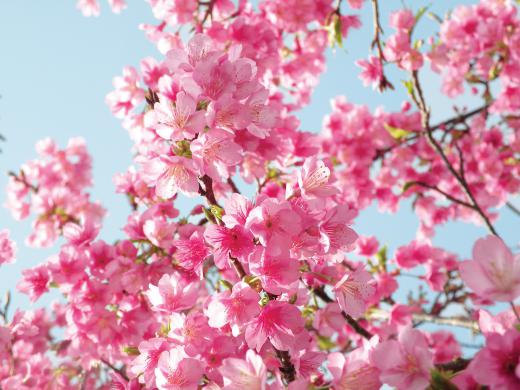 Cherry trees produce cherry blossoms.