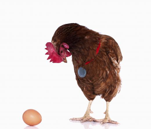 Chickens can be raised for their eggs or meat.