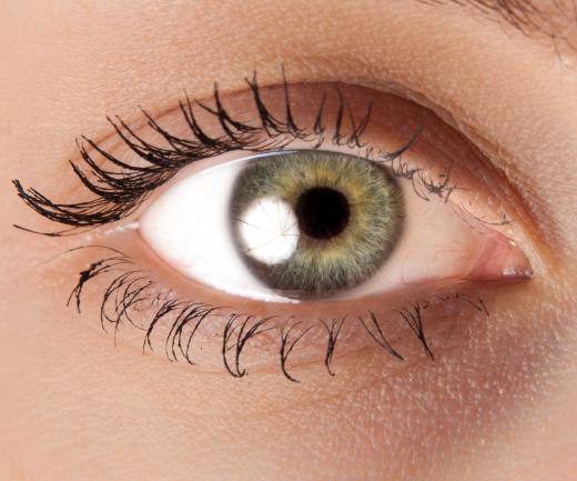 Each of the six extraocular muscles has a specific function that helps control eye movements.