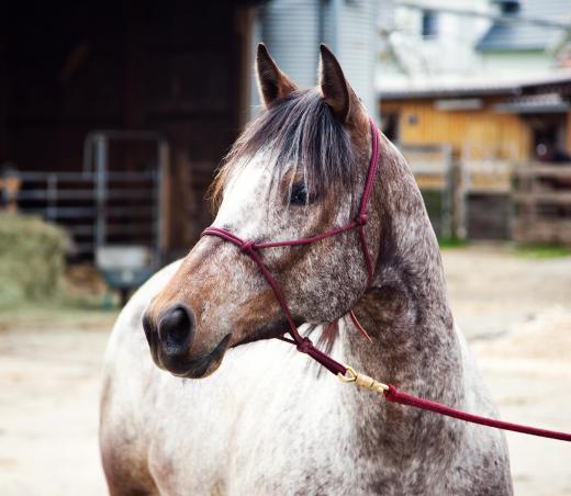 Some animal cruelty laws cover working conditions for horses.