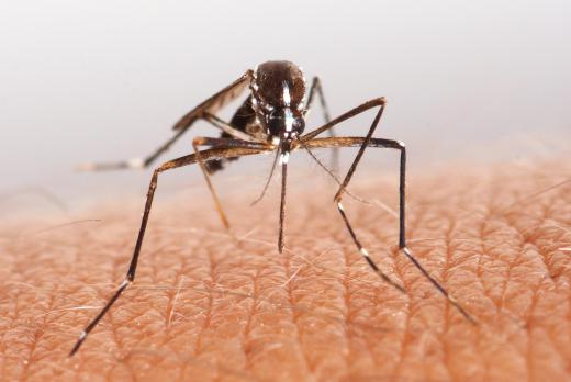 Screened canopies can provide shade as well as protection from mosquitoes.