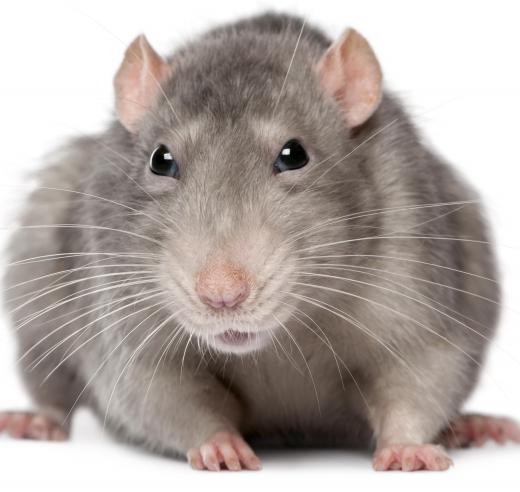 Hantavirus can be contracted from infected rodent, either through bites or inhalation of droppings.