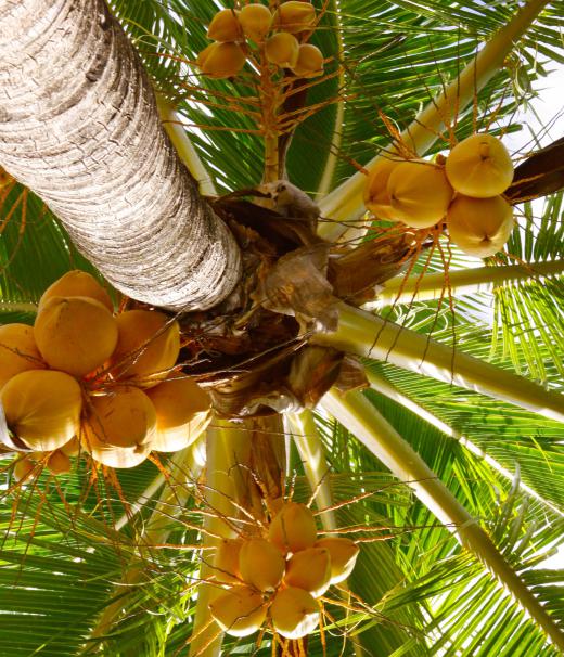 In the 19th century, the Seychelles had an economy built around coconuts.