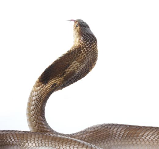 The forest cobra has deadly venom.