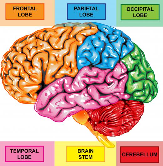 Four lobes comprise each cerebral hemisphere.