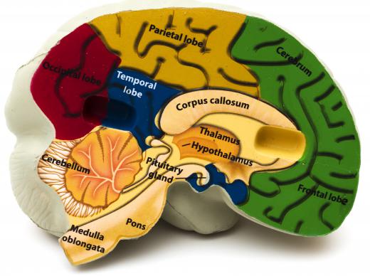 Damage of the cerebellum may lead to dementia pugilistica.