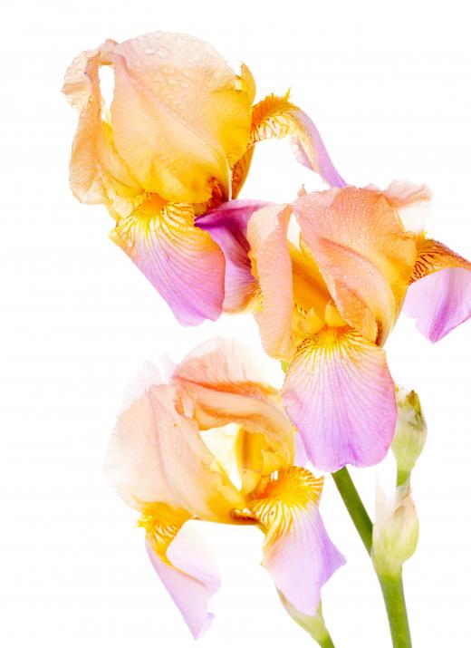 Irises come in a variety of colors.