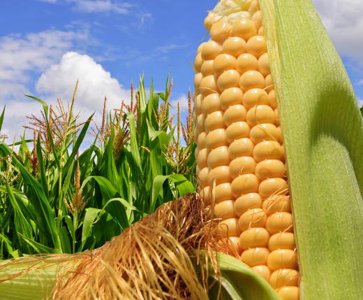 Corn is an example of a non-rivalous public good.