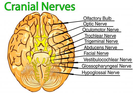 The frontal nerve is the biggest branch of the ophthalmic nerve, which itself is one of three branches of the trigeminal or fifth cranial nerve.