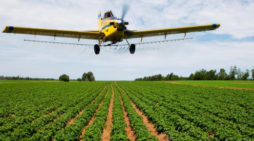 Many pest species have gradually built up a resistance to some of the pesticides that are used in agriculture.