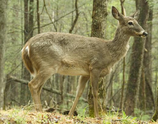 White tail deer feed on the twigs of the sassafras tree.