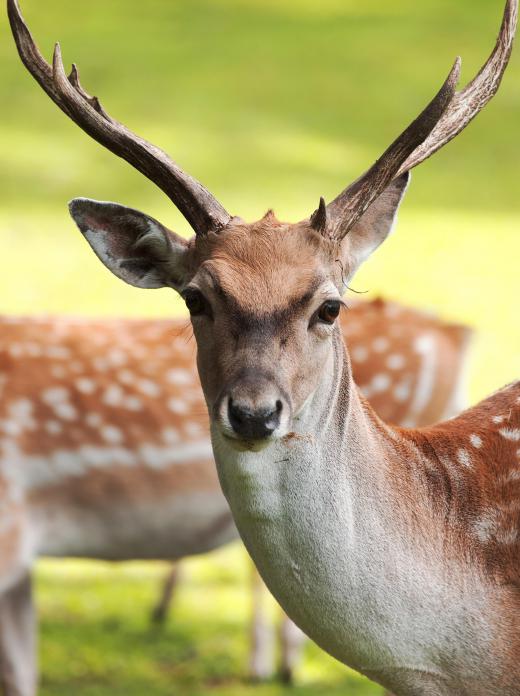 Deer are one type of animal that feed on ostrya trees.