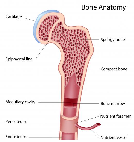 A diagram of the anatomy of a bone, showing the bone marrow where red blood cells are made.