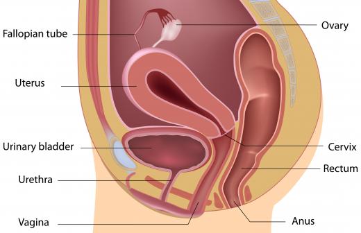 A cystourethroscope looks for problems in the urethra or bladder.