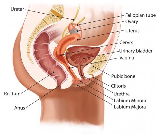 A cutaway of a female body, showing the bladder in dark pink.