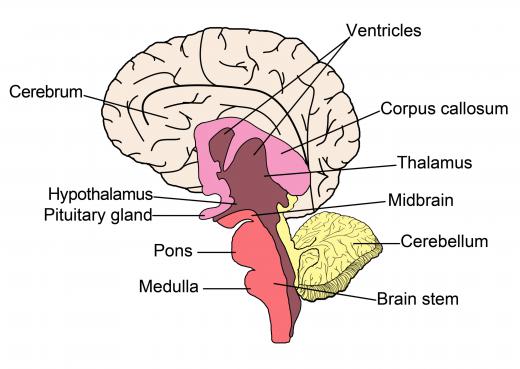 The pituitary gland in the brain secretes HGH.