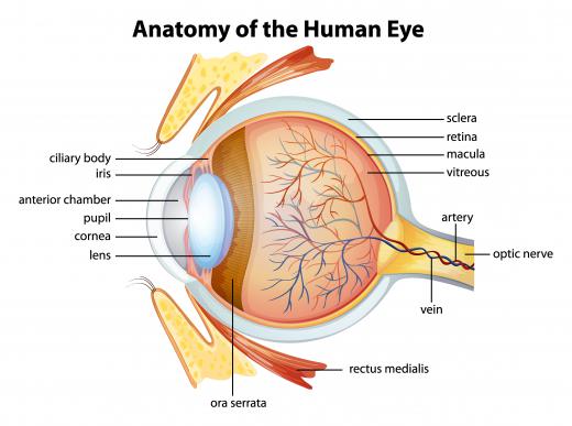 Myopia may be caused by a person's eyeball stretching too long from front to back, or from the cornea being more curved than normal.