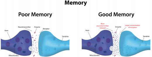 When the neurotransmitter is released, it binds or attaches itself to receptor sites on the postsynaptic neuron that recognize that particular neurotransmitter.