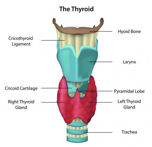 Decreased thyroid function can cause excess fluid between the heart and pericardium.