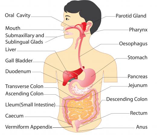 The pharyngeal constrictor is a muscle that narrows the pharynx, a section of the throat stretching from the mouth and nasal cavities to the larynx.