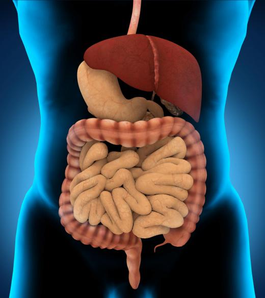 One type of human enzyme are digestive enzymes, which are located in the digestive tract.