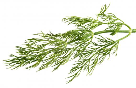 Dill is often used to season vegetable sandwiches.