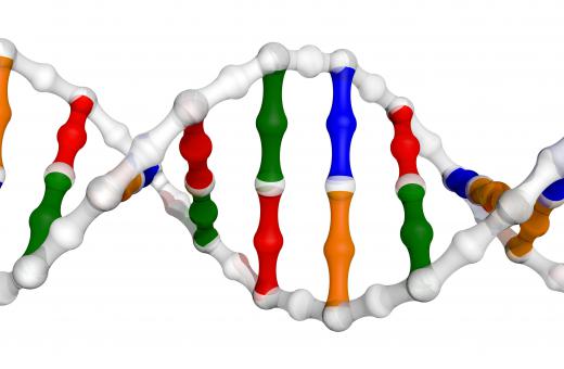 The blueprints for an individual's physical development are encoded in their DNA.