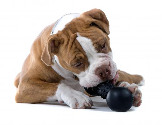 Dogs that like chewing need safe, durable toys.