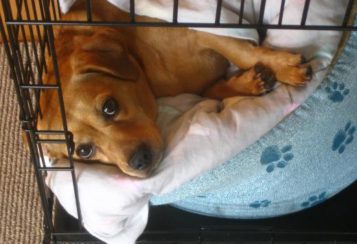 Crates are vital during puppy potty training.