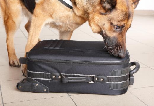 TSA screeners use trained canines to check luggage for explosives.