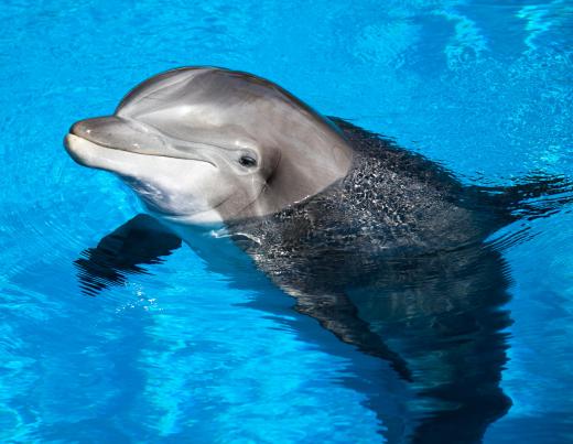 Dolphin therapy typically includes swimming with the mammals.