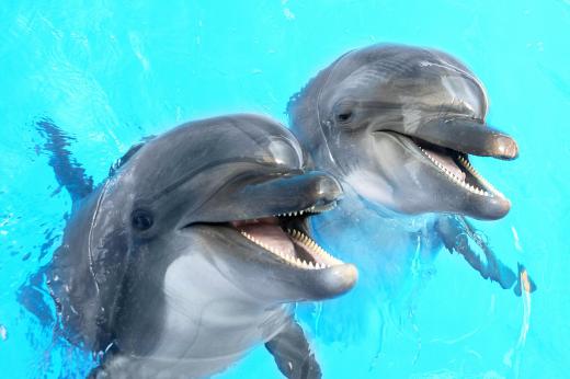 Some philosophers of nature hold dolphins in high regard because the aquatic mammals live in close-knit families.