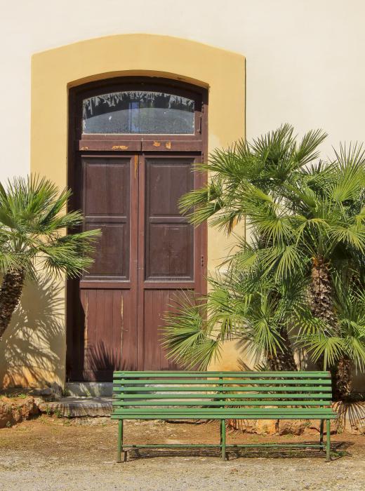 European fan palms are often used in landscaping as an ornamental plant.