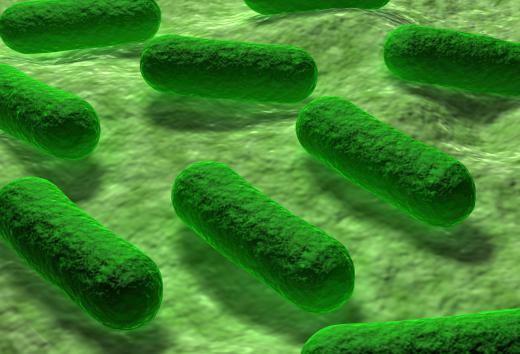 Escherichia coli bacteria contain galactosamine.