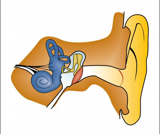 The outer, middle and inner sections map up the ear.