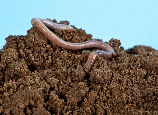 Cluster fly larvae are parasites that grow on earthworms.