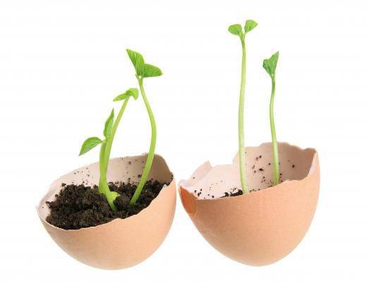 Egg shells can be used as incubators for seeds by adding soil over the seeds and placing them in sunlight.