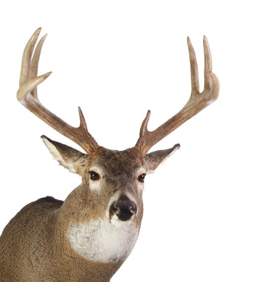 A deer's "points" are determined by the number of tines on their antlers, so an eight pointed male deer has eight distinct tines.