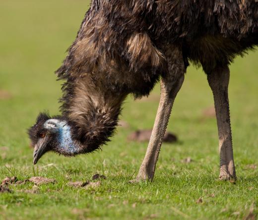 Emu birds may yield five to seven quarts of oil each.