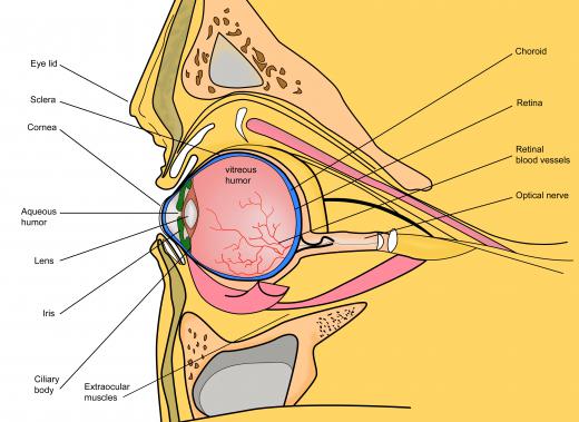 The aqueous humor nourishes the eye and maintains its proper pressure.