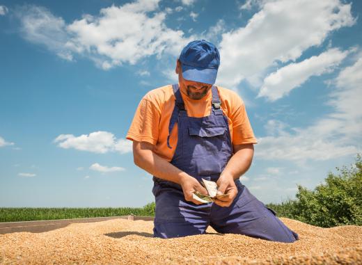 When a bumper crop is widespread it can lower the sales price of the crop.