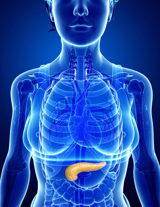 The pancreas gland aids in digestion and produces insulin.