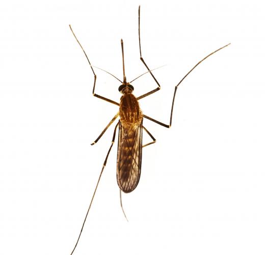 Mosquitoes are known to spread a number of infectious viruses.