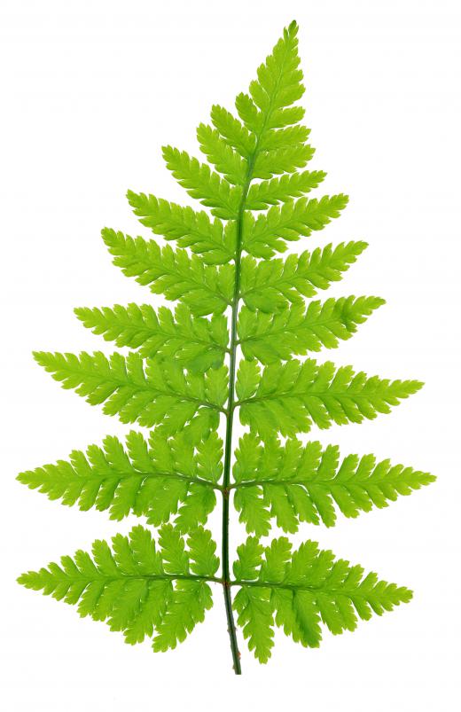 Ferns require minimal upkeep and are easy to grow indoors.