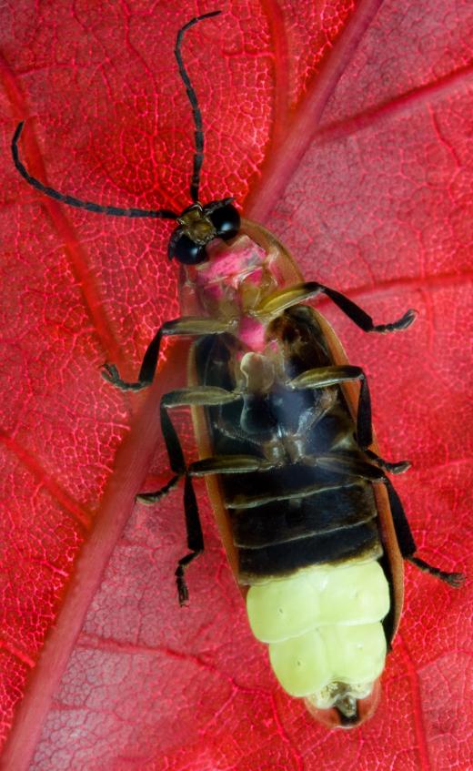 Although also known as fireflies, lightning bugs are beetles, not flies.